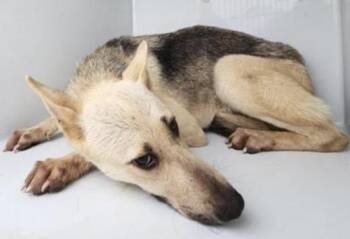 German Shepherd Dog and Mixed Breed Dogs Available for Adoption in Houston, Texas - A656740 | PetCurious
