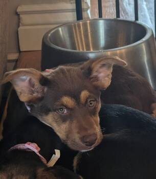 Mixed Breed and Labrador Retriever Dogs Available for Adoption in Plymouth, Michigan - Peach | PetCurious