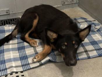 BING -  German Shepherd Dog and Mixed Breed Dog for Adoption in Houston, Texas - BING | PetCurious