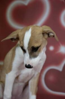 Jack Russell Terrier and German Shepherd Dog Dogs Available for Adoption - Bambi | PetCurious