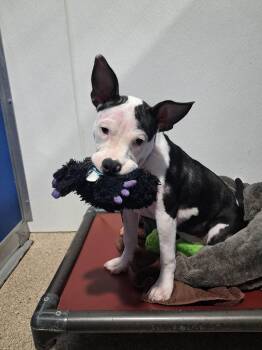 Josie -  Pit Bull Terrier Dog for Adoption in Valparaiso, Indiana - Josie | PetCurious