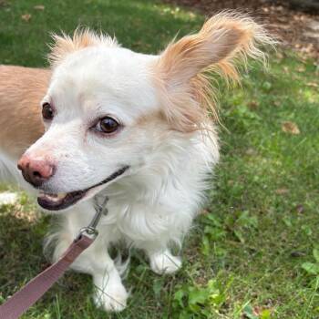 Grogu -  Spaniel and Mixed Breed Dog for Adoption in San Jacinto, California - Grogu | PetCurious