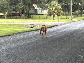 A384784 -  Pit Bull Terrier Dog for Adoption in Ocala, Florida - A384784 | PetCurious