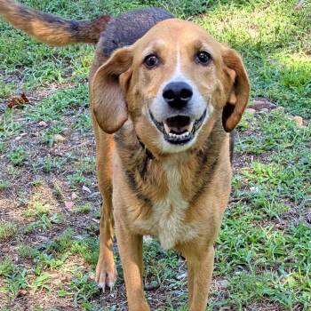 Ruby Mae -  Beagle and Mixed Breed Dog for Adoption in Charlottesville, Virginia - Ruby Mae | PetCurious