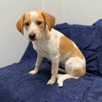 Australian Cattle Dog Blue Heeler and Mixed Breed Dogs Available for Adoption - Henry | PetCurious