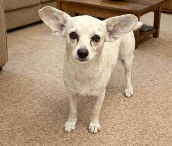 Chihuahua Dogs Available for Adoption in Tifton, Georgia - Patty | PetCurious