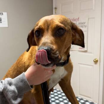 Mixed Breed Dogs Available for Adoption in New York, New York - Ruby | PetCurious