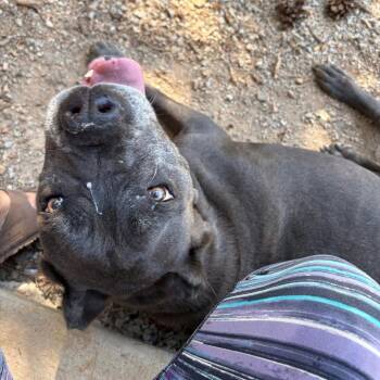 Leona -  Cane Corso Dog for Adoption in Lakehead, California - Leona | PetCurious