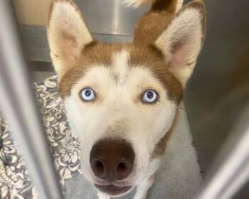 Siberian Husky Dogs Available for Adoption in Tustin, California - WRIGLEY | PetCurious