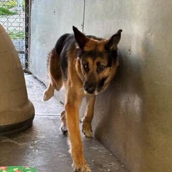 German Shepherd Dog Dogs Available for Adoption - Elvis | PetCurious