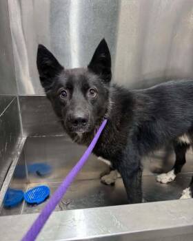 Jordan -  Australian Kelpie and Husky Dog for Adoption in Chattanooga, Tennessee - Jordan | PetCurious