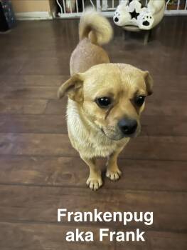 Frankenpug aka Frank -  Pug and Chihuahua Dog for Adoption in San Antonio, Texas - Frankenpug Aka Frank | PetCurious