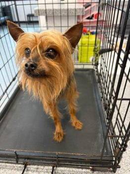 Goliath -  Mixed Breed Dog for Adoption in West Chester, Pennsylvania - Goliath | PetCurious