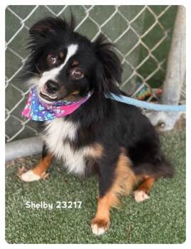 SHELBY -  Chihuahua Dog for Adoption in Marietta, Georgia - SHELBY | PetCurious