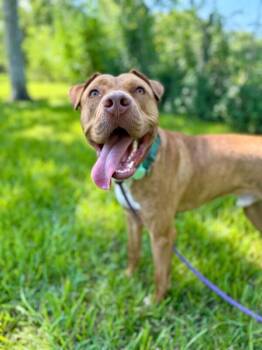 Kayne Lovely -  American Staffordshire Terrier and Pit Bull Terrier Dog for Adoption in Friendswood, Texas - Kayne Lovely | PetCurious