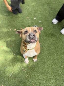 S/C Mike -  Terrier and Mixed Breed Dog for Adoption in North Miami Beach, Florida - S/C Mike | PetCurious