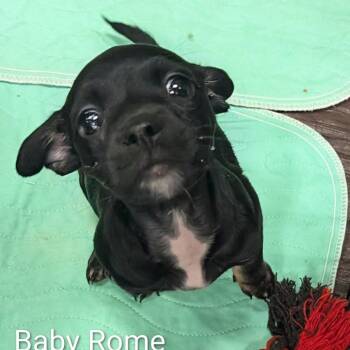 Baby Rome OS NV -  Chihuahua Dog for Adoption in Las Vegas, Nevada - Baby Rome OS NV | PetCurious