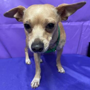 Chihuahua Dogs Available for Adoption in North Myrtle Beach, South Carolina - Dobby 3 | PetCurious