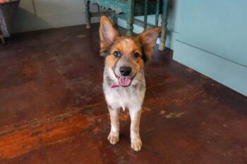 Wilma -  Australian Cattle Dog Blue Heeler and Australian Shepherd Dog for Adoption in San Antonio, Texas - Wilma | PetCurious