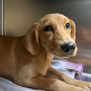 Basset Hound and Golden Retriever Dogs Available for Adoption in Pasadena, California - Mona | PetCurious