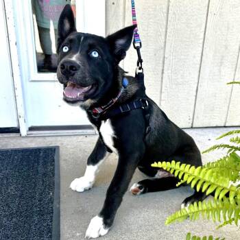 Cash -  Husky and Mixed Breed Dog for Adoption in Warrensburg, Missouri - Cash | PetCurious