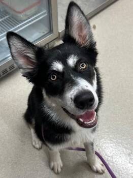 Husky Dogs Available for Adoption in Baytown, Texas - ZARA | PetCurious