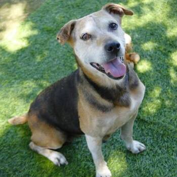 Sienna -  Beagle and Mixed Breed Dog for Adoption in Hopkinton, Massachusetts - Sienna | PetCurious