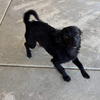 Rescue Spaniel Dogs for Adoption in Tustin, California - Foxy -- Spaniel  Mix | PetCurious