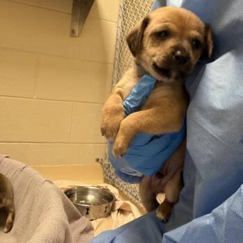 Cocoa (grey collar) -  Mixed Breed Dog for Adoption in Winston-salem, North Carolina - Cocoa (grey Collar) | PetCurious