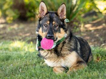 Bentley -  German Shepherd Dog Dog for Adoption in Portland, Oregon - Bentley | PetCurious