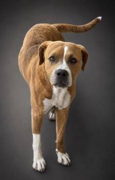 Briar -  Pit Bull Terrier and Mixed Breed Dog for Adoption in Bowling Green, Kentucky - Briar | PetCurious