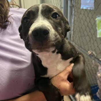 Pit Bull Terrier Dogs Available for Adoption in Stephenville, Texas - Joke | PetCurious