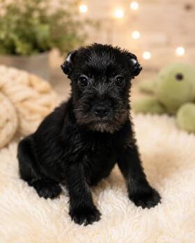 Bentley -  Miniature Schnauzer and French Bulldog Dog for Adoption in Brookeville, Maryland - Bentley | PetCurious