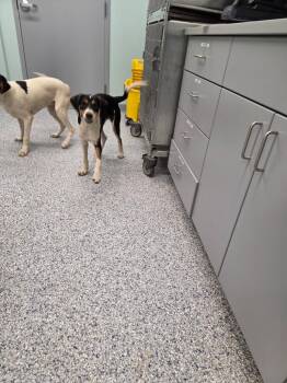 Circut -  Terrier Dog for Adoption in Athens, Tennessee - Circut | PetCurious
