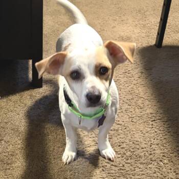 Coco -  Mixed Breed and Terrier Dog for Adoption in San Francisco, California - Coco | PetCurious