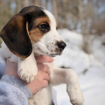 Hound Dogs Available for Adoption - CT Roscoe Avail Feb 21 (Tractor Supply- Putnam, CT) | PetCurious