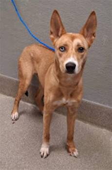 SYLVIE -  Husky Dog for Adoption in Las Vegas, Nevada - SYLVIE | PetCurious