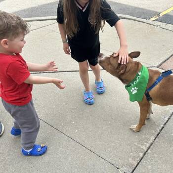 Peadar -  Mixed Breed Dog for Adoption in Wheeling, Illinois - Peadar | PetCurious