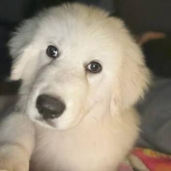 Maverick -  Great Pyrenees Dog for Adoption in Farmington, Connecticut - Maverick | PetCurious