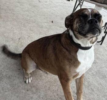 Big Bend - ABR Return -  Boxer Dog for Adoption in Hewitt, Texas - Big Bend - ABR Return | PetCurious