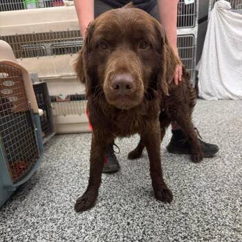 Mixed Breed Dogs Available for Adoption in Fredericksburg, Virginia - Lindt | PetCurious