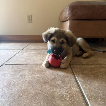 Kidney Bean -  Australian Shepherd Dog Available for Adoption in Pagosa Springs, Colorado - Kidney Bean | PetCurious