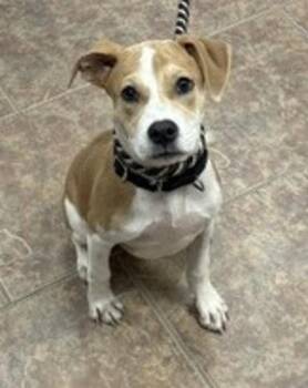 Indie -  Hound and Pit Bull Terrier Dog for Adoption in Littleton, Colorado - Indie | PetCurious
