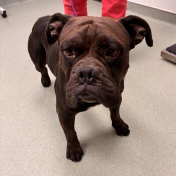 Diesel -  English Bulldog and Terrier Dog for Adoption in Abilene, Texas - Diesel | PetCurious