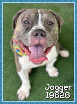 JAGGER (also see BOWIE) -  American Bully Dog for Adoption in Marietta, Georgia - JAGGER (also See BOWIE) | PetCurious