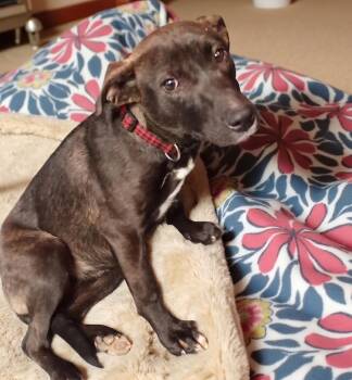 Cookie -  Labrador Retriever and Mixed Breed Dog for Adoption in Crown Point, Indiana - Cookie | PetCurious