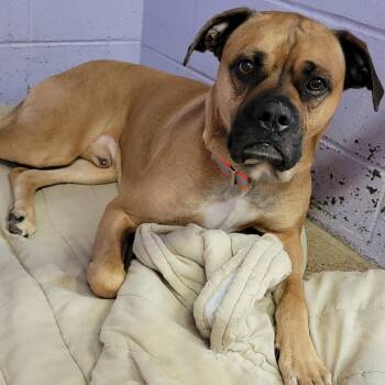 Rescue Boxer Dogs for Adoption in Marietta, Ohio - Blu | PetCurious