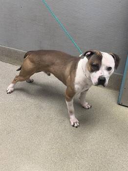 Pit Bull Terrier Dogs Available for Adoption - TUGBOAT | PetCurious