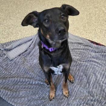 Mixed Breed Dogs Available for Adoption in Merriam, Kansas - Barnaby | PetCurious