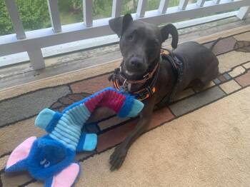 Rescue Dachshund Dogs for Adoption in Manassas, Virginia - Stella (MD) | PetCurious